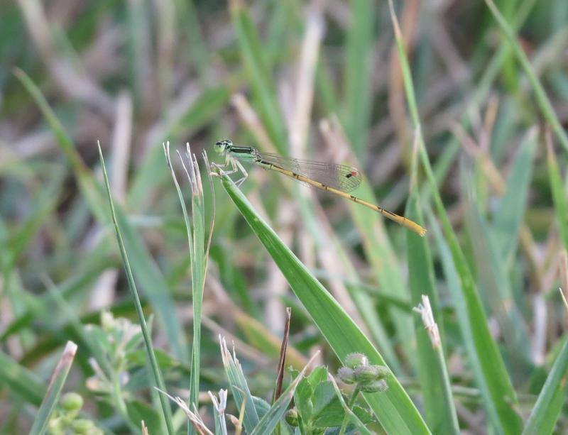 Photo of Citrine Forktail