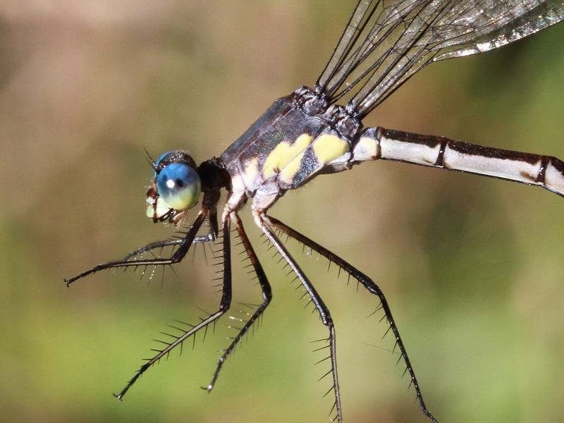 Photo of Amber-winged Spreadwing