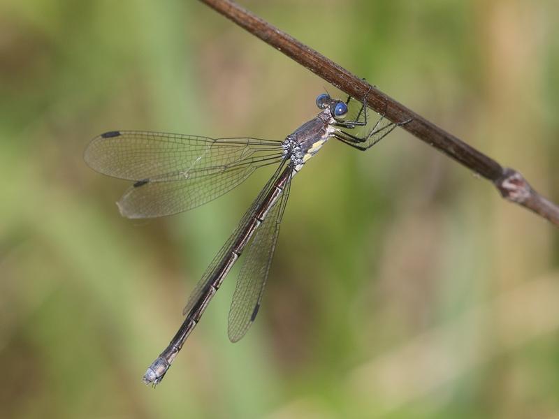 Photo of Amber-winged Spreadwing