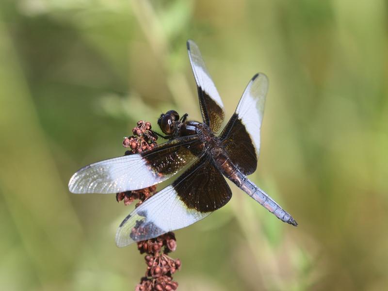 Photo of Widow Skimmer