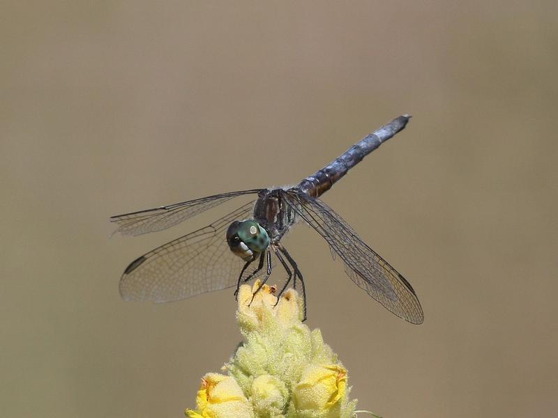 Photo of Blue Dasher