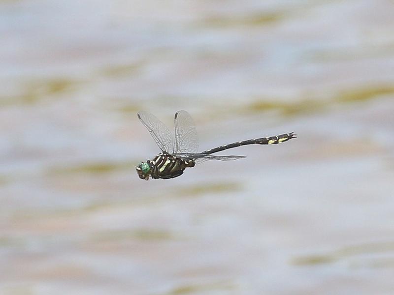 Photo of Arrow Clubtail