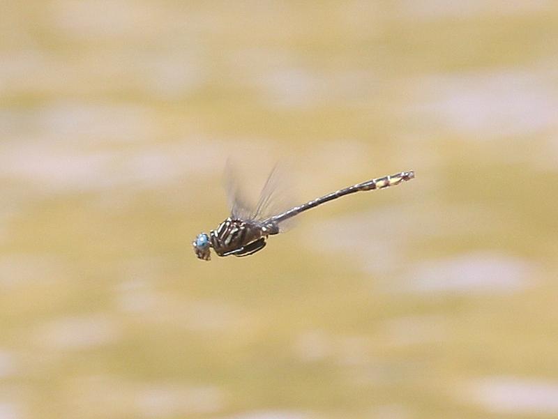 Photo of Elusive Clubtail