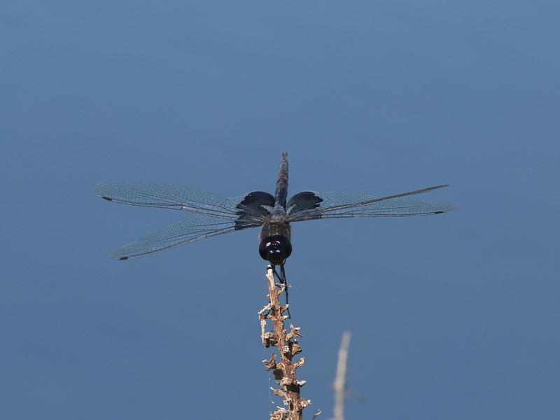 Photo of Black Saddlebags