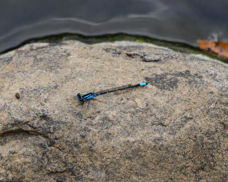 Photo of Skimming Bluet