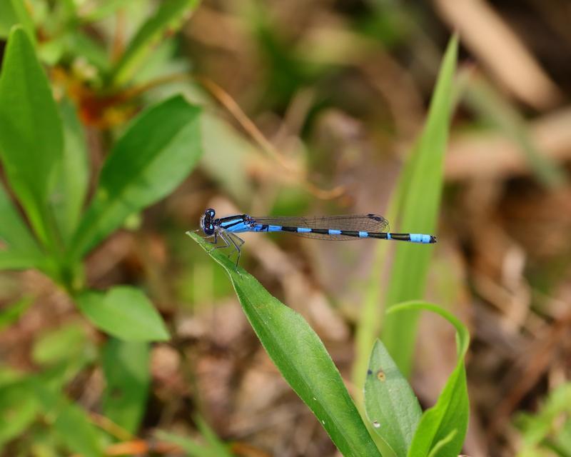 Photo of Tule Bluet