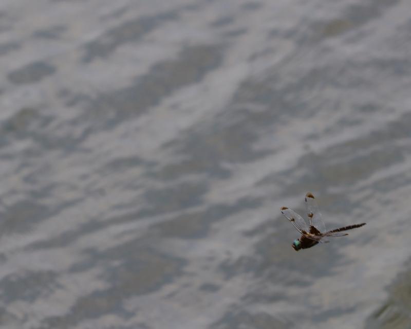 Photo of Prince Baskettail
