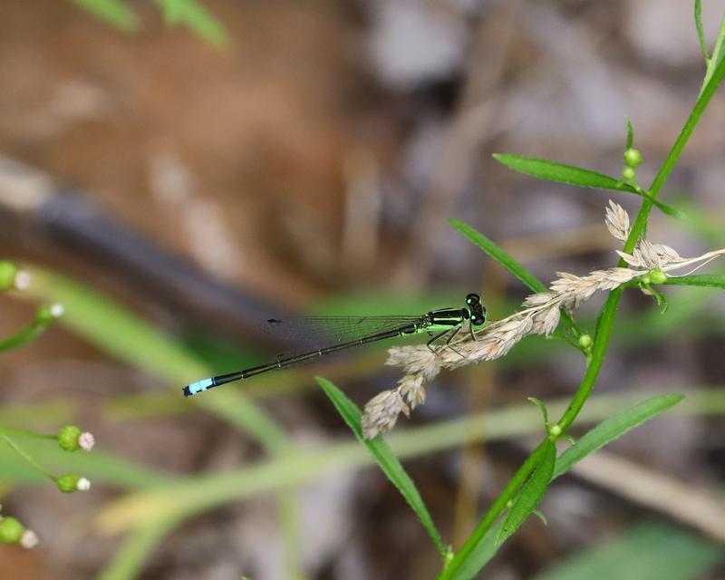 Photo of Eastern Forktail