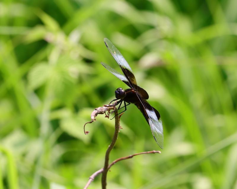 Photo of Widow Skimmer