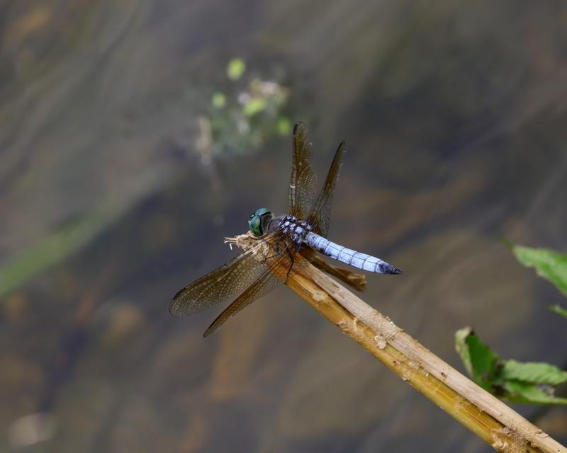 Photo of Blue Dasher