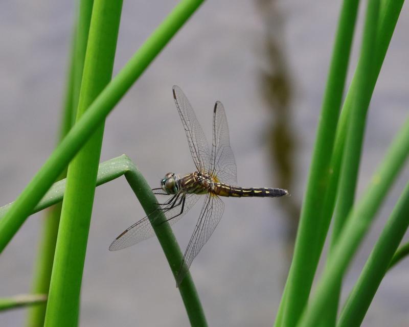 Photo of Blue Dasher