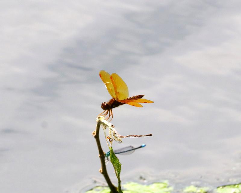 Photo of Eastern Amberwing