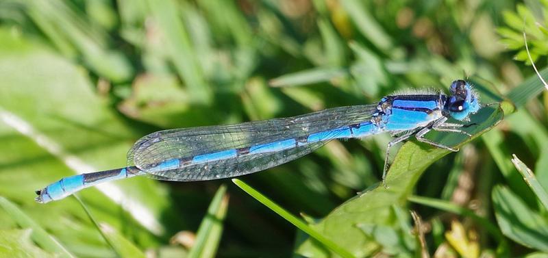 Photo of Familiar Bluet