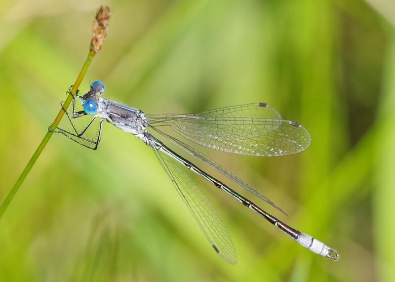 Photo of Lyre-tipped Spreadwing