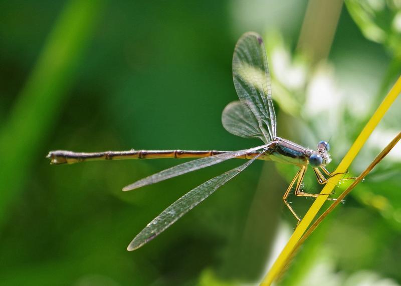 Photo of Slender Spreadwing