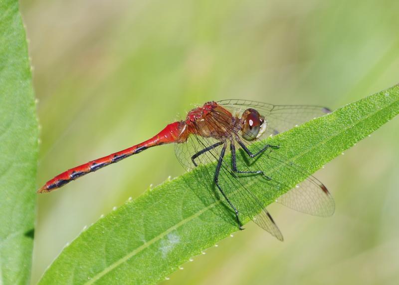 Photo of White-faced Meadowhawk