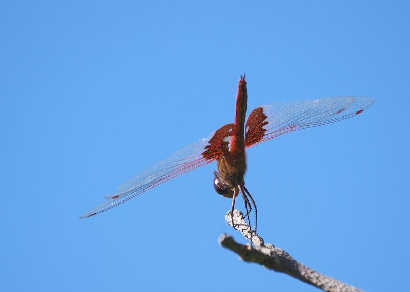 Photo of Red Saddlebags