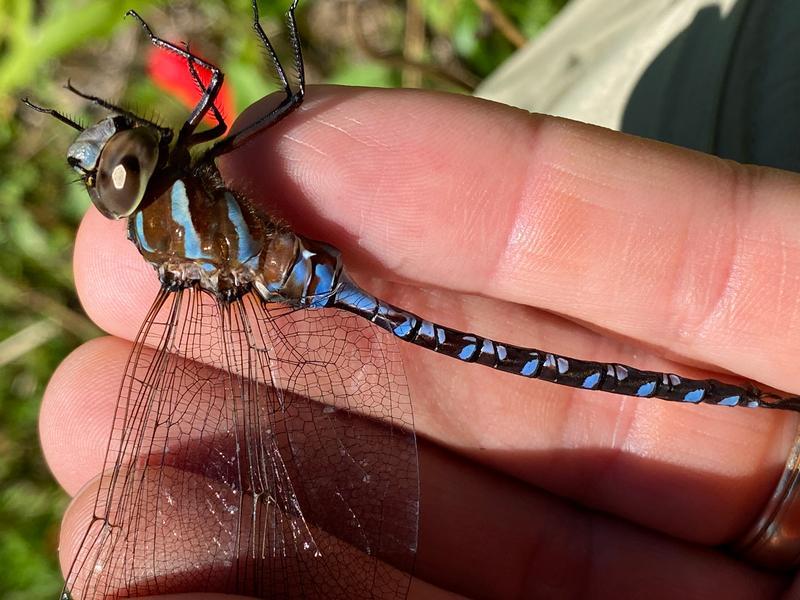 Photo of Lance-tipped Darner