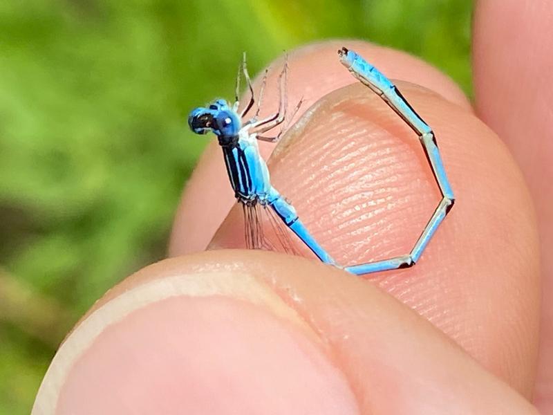 Photo of Double-striped Bluet