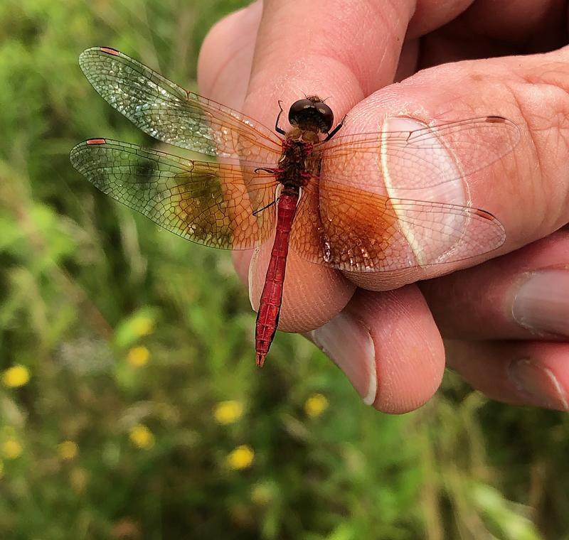 Photo of Band-winged Meadowhawk