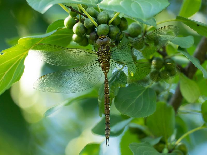 Photo of Shadow Darner