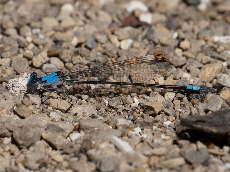 Photo of Blue-fronted Dancer