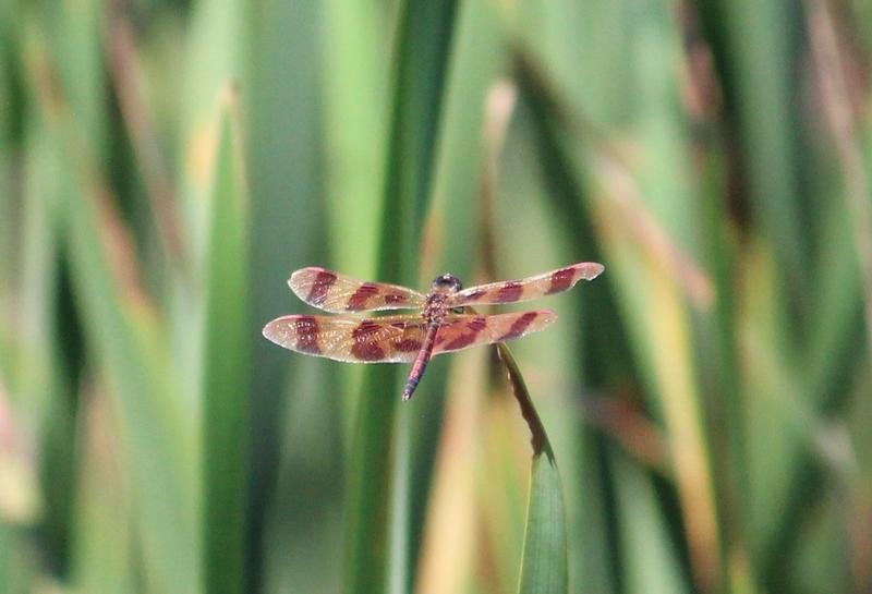 Photo of Halloween Pennant