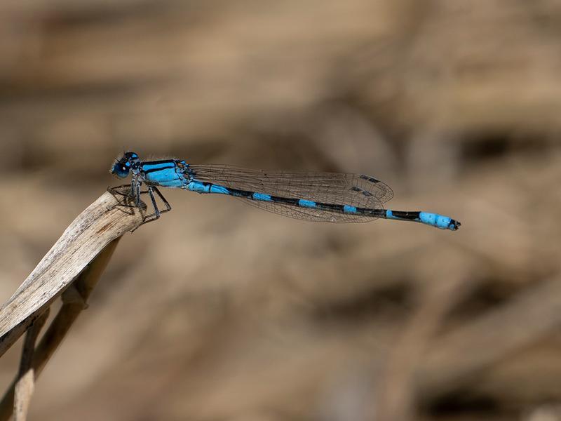 Photo of Tule Bluet