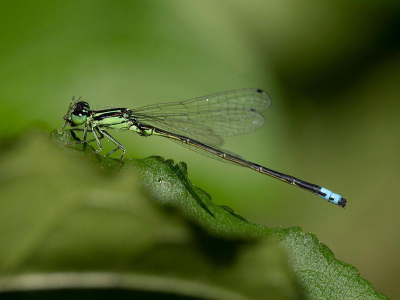 Photo of Eastern Forktail