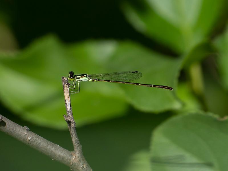 Photo of Fragile Forktail