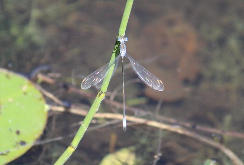 Photo of Swamp Spreadwing