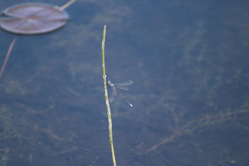 Photo of Swamp Spreadwing