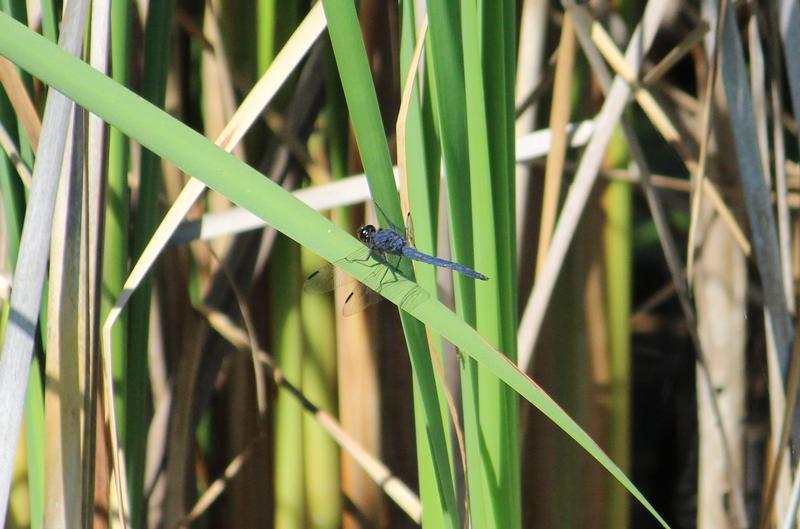 Photo of Slaty Skimmer