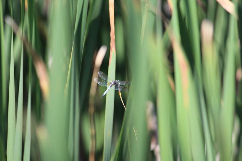 Photo of Blue Dasher