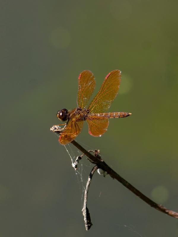 Photo of Eastern Amberwing