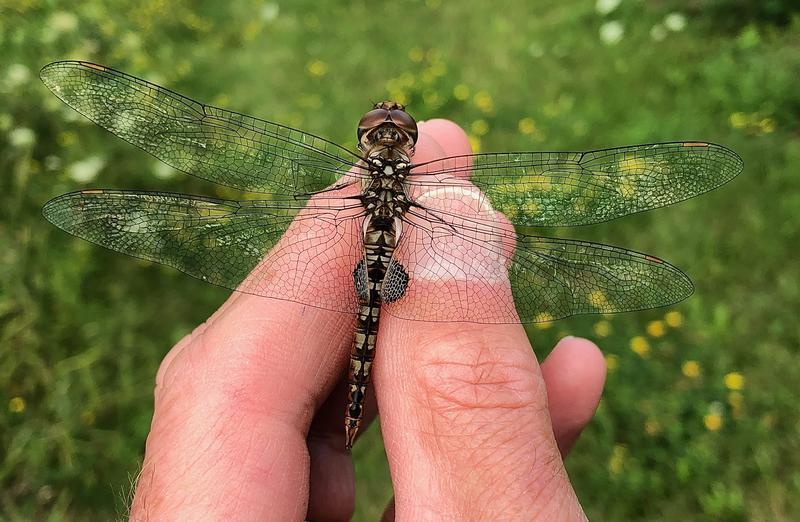 Photo of Spot-winged Glider