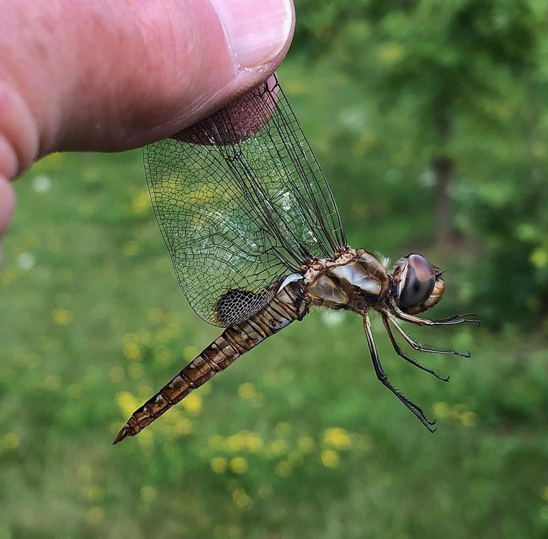 Photo of Spot-winged Glider