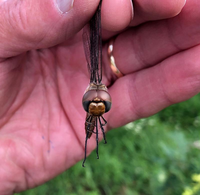 Photo of Spot-winged Glider