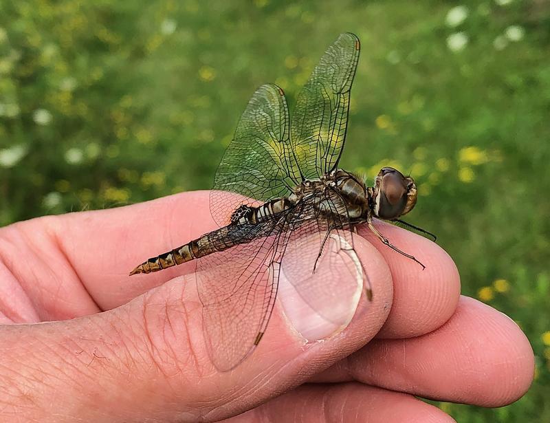 Photo of Spot-winged Glider