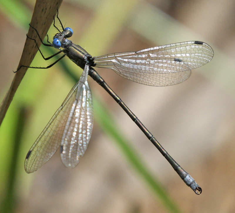 Photo of Emerald Spreadwing