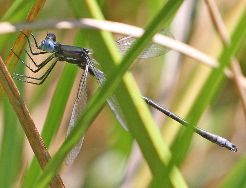 Photo of Emerald Spreadwing