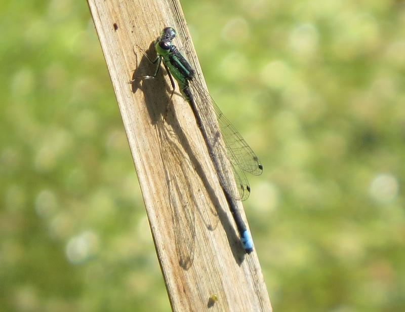 Photo of Eastern Forktail