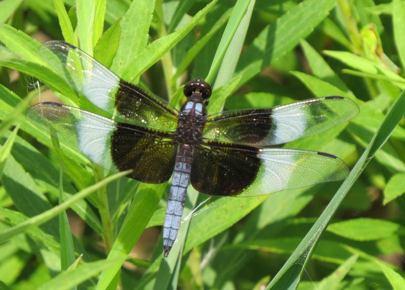 Photo of Widow Skimmer