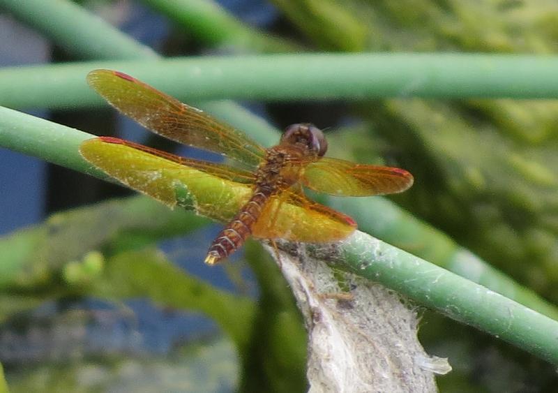 Photo of Eastern Amberwing