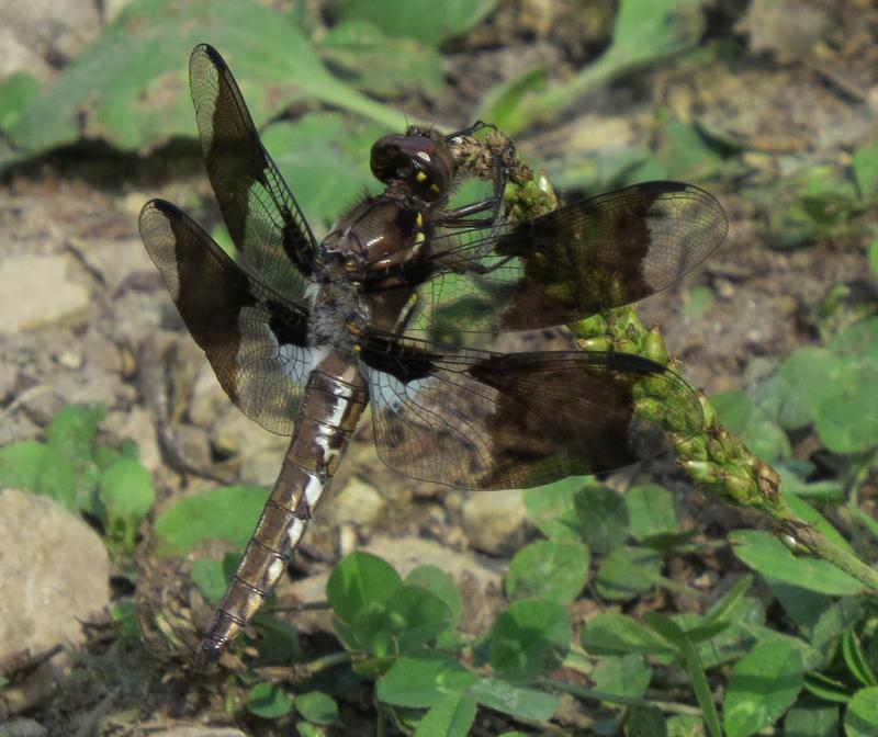 Photo of Common Whitetail