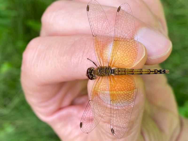 Photo of Band-winged Meadowhawk