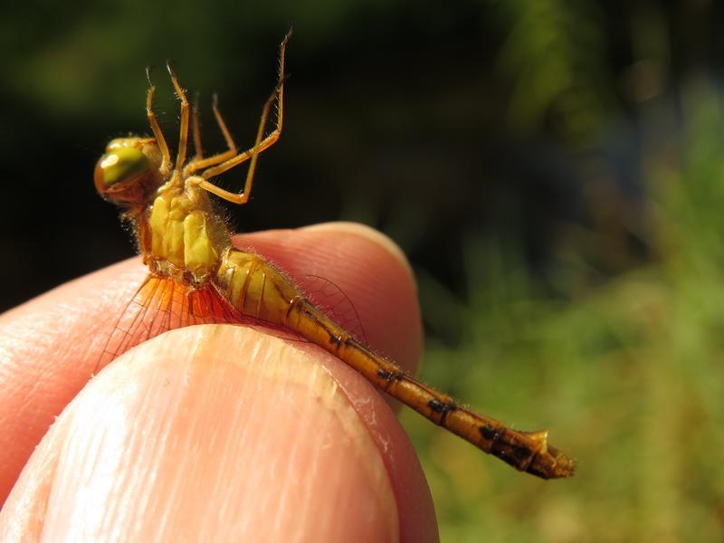 Photo of Autumn Meadowhawk