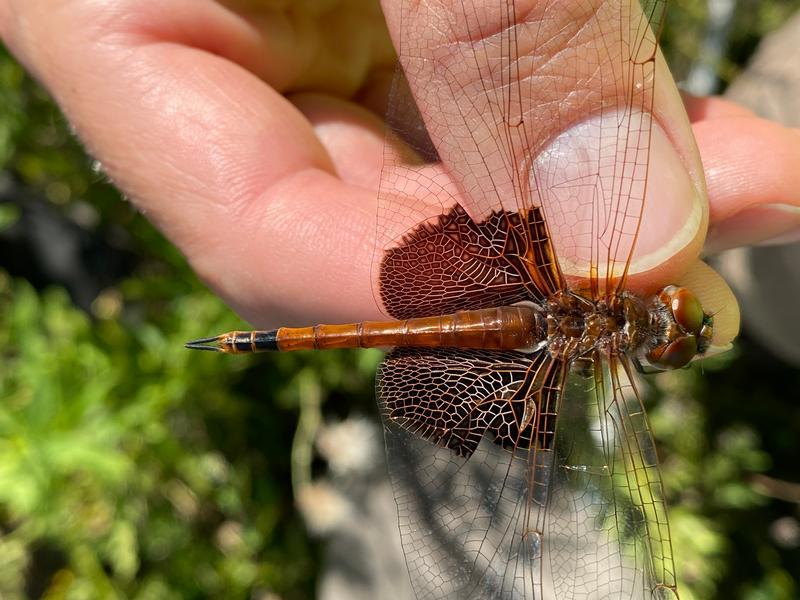 Photo of Carolina Saddlebags