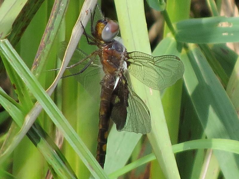 Photo of Black Saddlebags