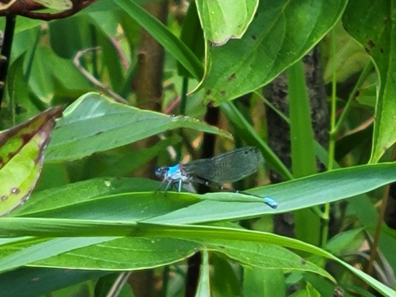 Photo of Blue-fronted Dancer